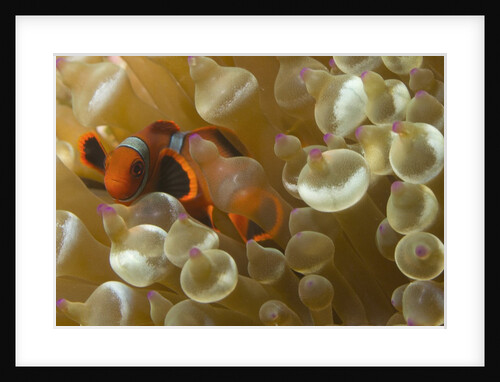 Spinecheek Anemoneifsh by Anonymous