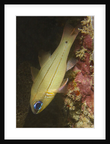 Spotgill Cardinalfish by Anonymous