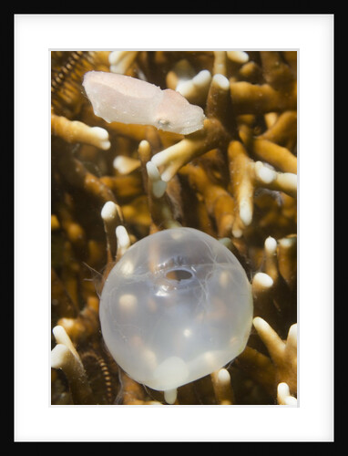Broadclub Cuttlefish hatching by Anonymous