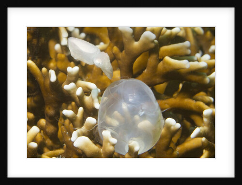 Broadclub Cuttlefish hatching by Anonymous