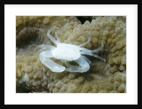 Crowned Coral Crab by Anonymous