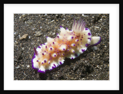 Bumpy Mexichromis by Anonymous