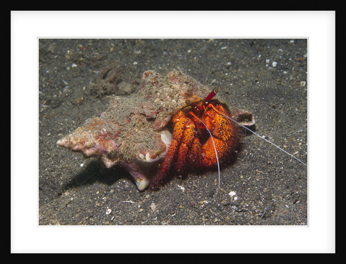 White-Spotted Hermit Crab by Anonymous