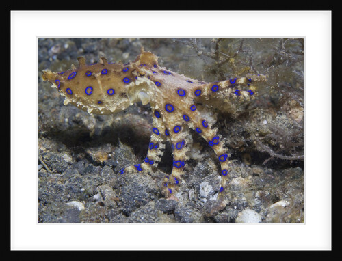 Blue-Ringed Octopus by Anonymous