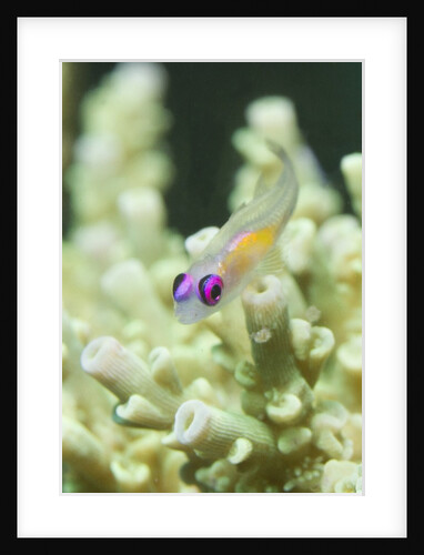 Redeye Hovering Goby by Anonymous