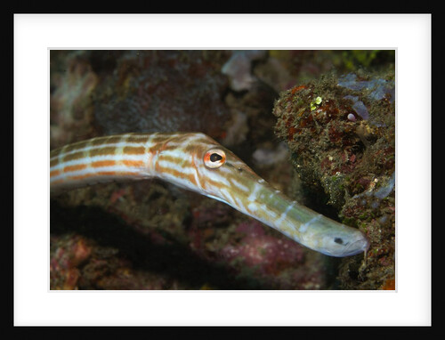 Trumpetfish closeup by Anonymous