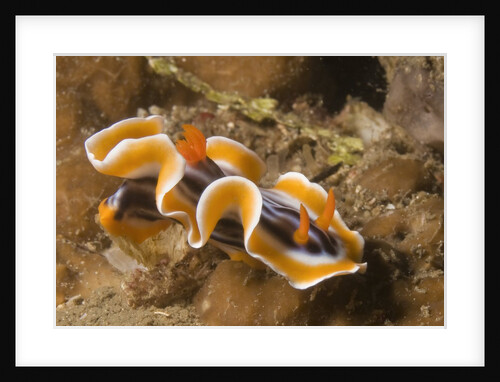 Magnificent Chromodoris by Anonymous
