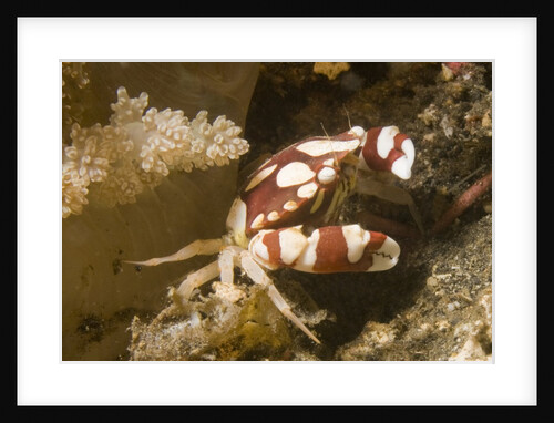 Harlequin Swimming Crab by Anonymous