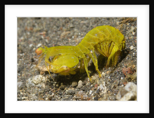 Smooth Mantis Shrimp female by Anonymous