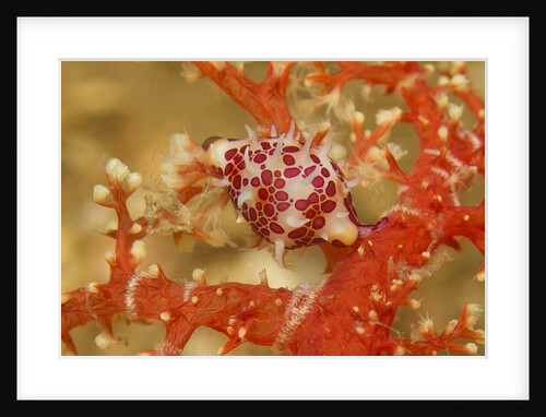 Margined Egg Cowrie by Anonymous