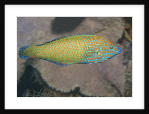 Chain-Lined Wrasse by Anonymous