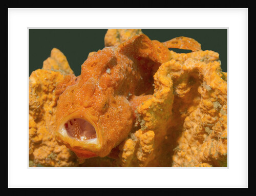 Painted Frogish with open mouth by Anonymous