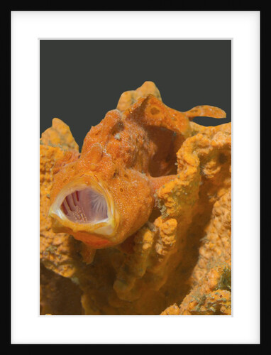 Painted Frogfish with open mouth by Anonymous