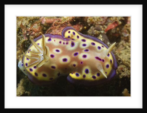 Kunie's Chromodoris by Anonymous