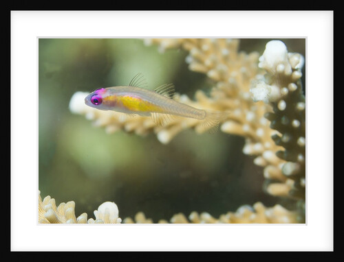 Redeye Hovering Goby by Anonymous