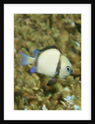 Reticulated Dascyllus by Anonymous