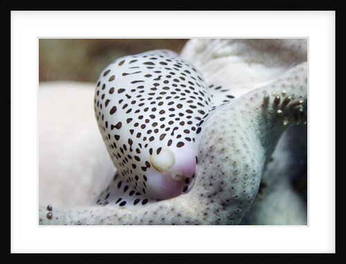 Black-Spotted Egg Cowrie by Anonymous