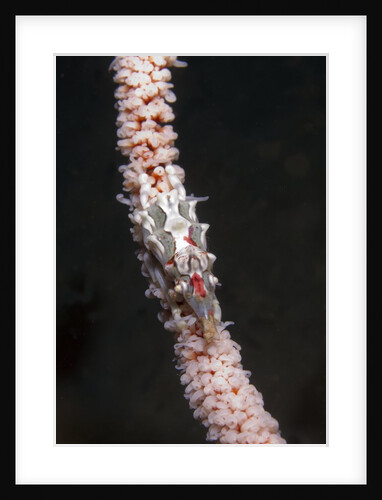 Conical Spider Crab by Anonymous