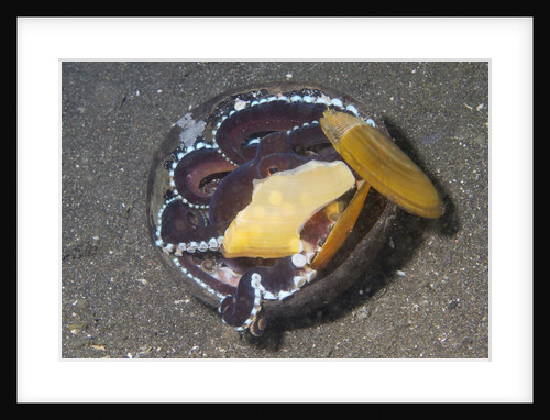 Coconut Octopus by Anonymous
