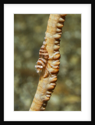 Anker's Whip Coral Shrimp by Anonymous