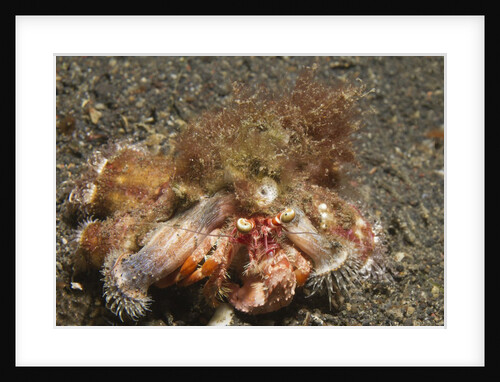 Anemone Hermit Crab by Anonymous