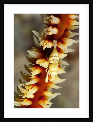 Anker's Whip Coral Shrimp by Anonymous
