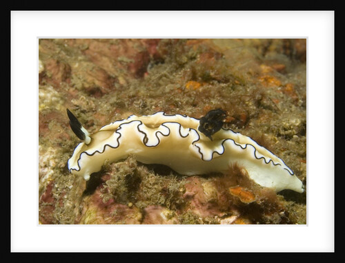 Dark Margin Glossodoris by Anonymous