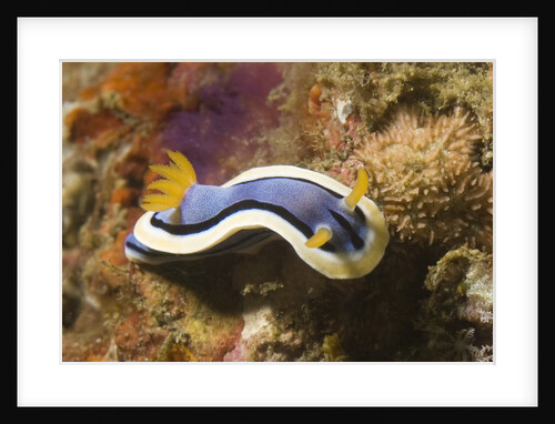 Anna's Chromodoris by Anonymous
