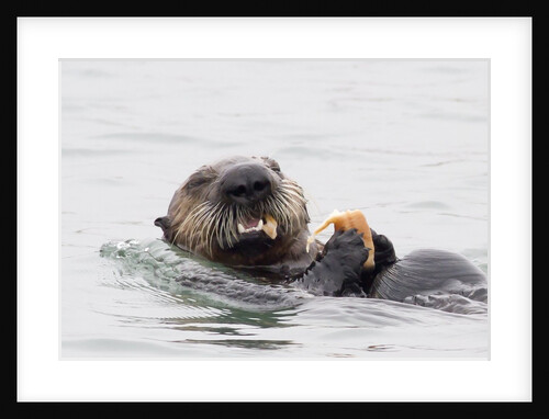 Southern Sea Otter eats a clam by Anonymous