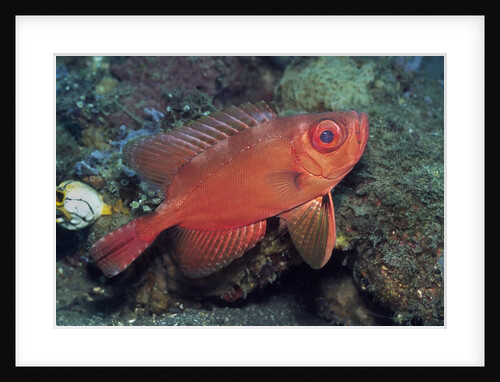 Bloch's Bigeye by Anonymous