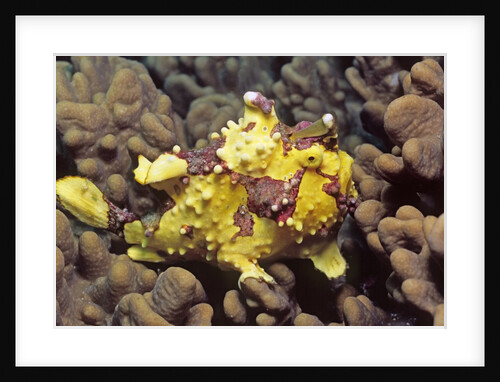 Warty Frogfish by Anonymous