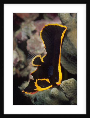 Juvenile Pinnate Spadefish by Anonymous
