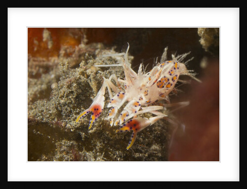 Spiny Tiger Shrimp by Anonymous