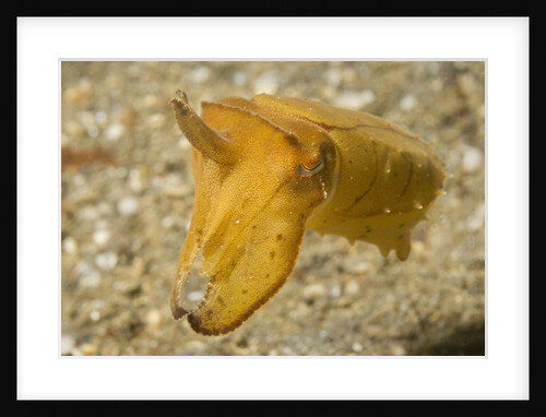 Broadclub Cuttlefish by Anonymous