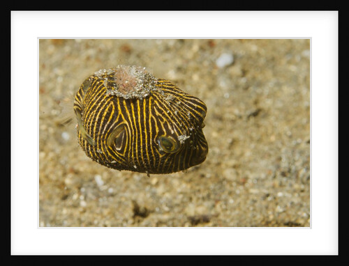 Juvenile Star Puffer by Anonymous