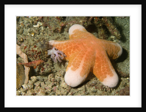 Granular Sea Star by Anonymous