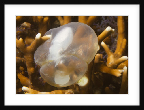 Broadclub Cuttlefish embreyo by Anonymous