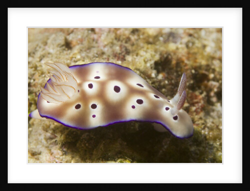 Tryon's Riabecia Nudibranch by Anonymous