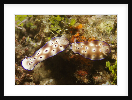 Tryon's Riabecia Nudibranchs trail each other by Anonymous