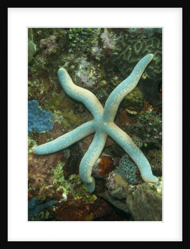 Blue Sea Star by Anonymous