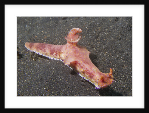 Many-Lober Ceratosoma by Anonymous