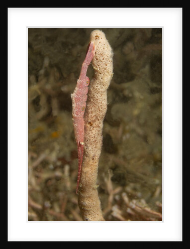 Ocellated Tozeuma Shrimp by Anonymous
