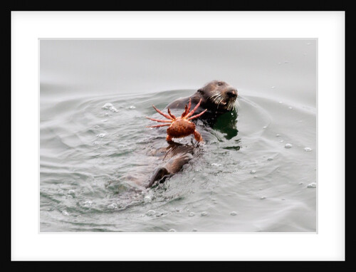 Southrn Sea Otter by Anonymous
