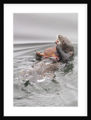 Southern Sea Otters eats a crab by Anonymous