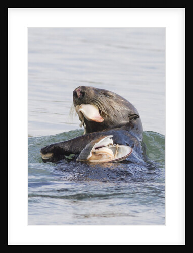Southern Sea Otter eats a clam by Anonymous