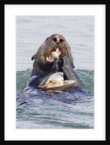 Southern Sea Otter eats a clam by Anonymous