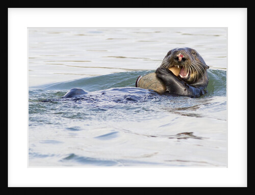 Southern Sea Otter eats a clam by Anonymous