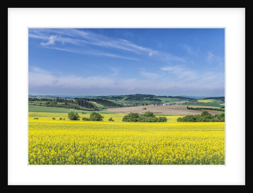 Canola Field by Anonymous