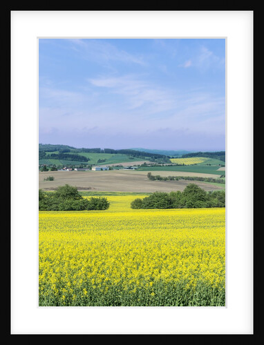 Canola Field by Anonymous