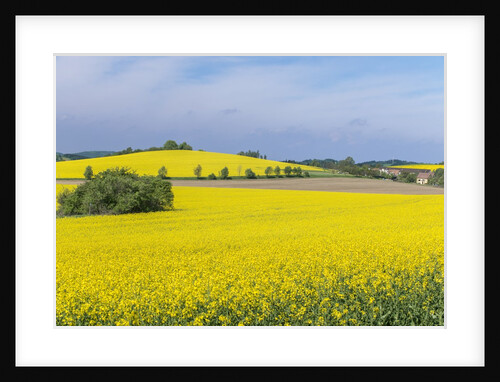 Canola Field by Anonymous